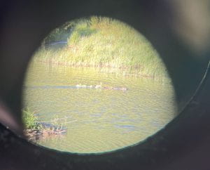 Beaver sighting through binoculars